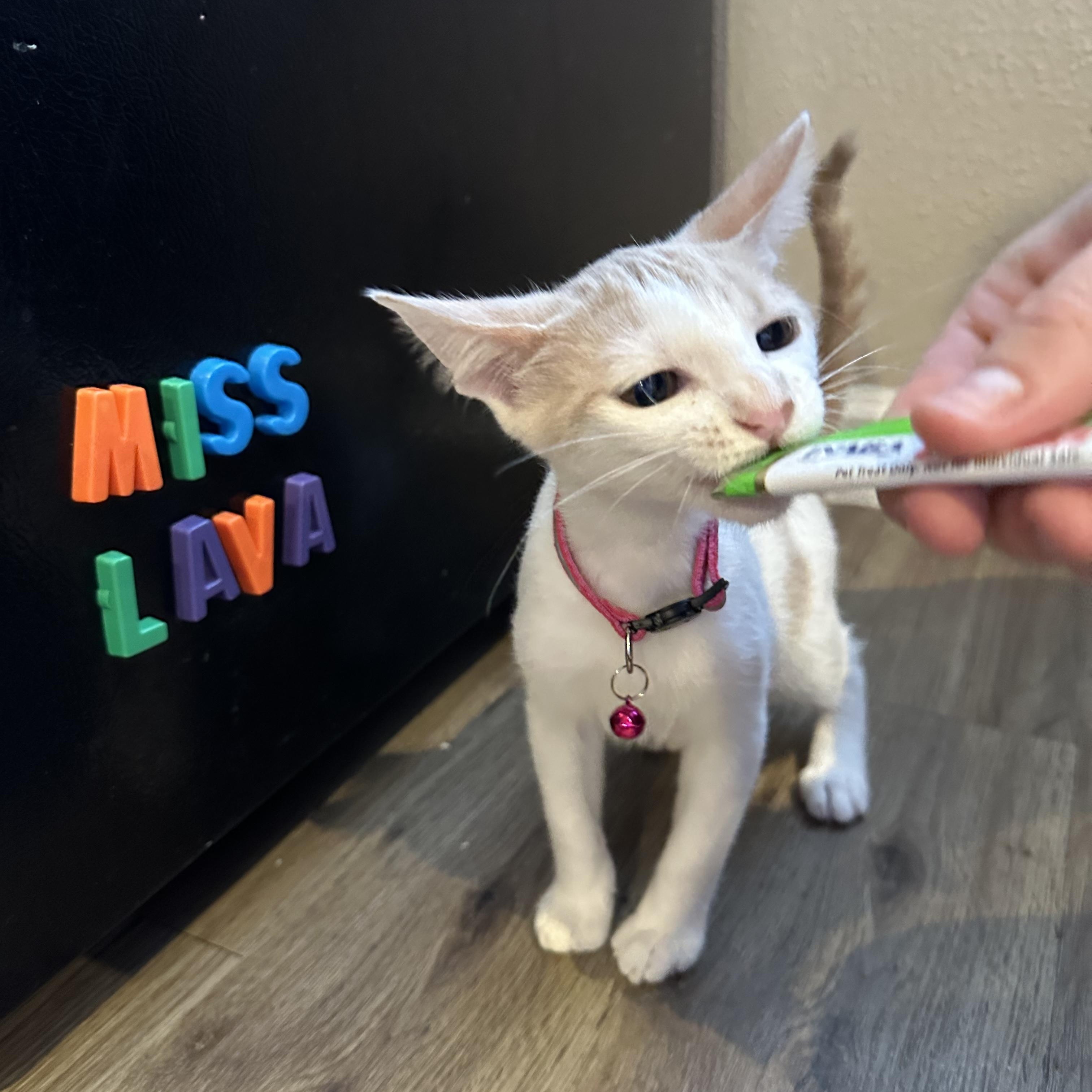 Enlarge Lava, a Adoptable Domestic Short Hair in Bryan, TX image 5/6