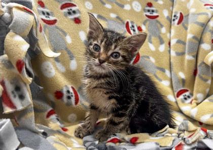 Denis, Adoptable, Kitten Male Domestic Short Hair & Domestic Short Hair.
