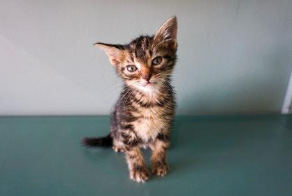 Denis, Adoptable, Kitten Male Domestic Short Hair & Domestic Short Hair.