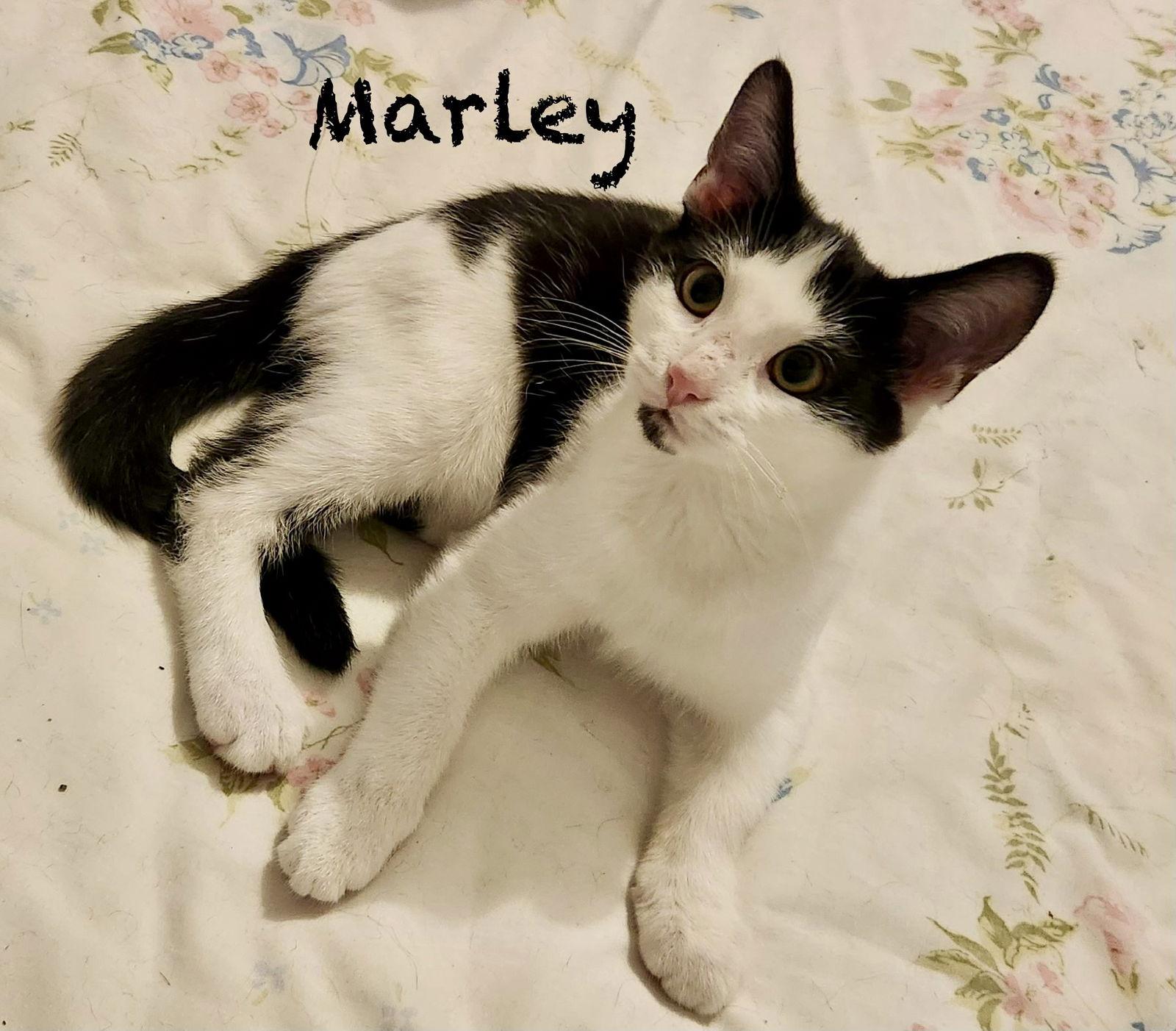 Marley, Adoptable, Kitten Male Domestic Short Hair.