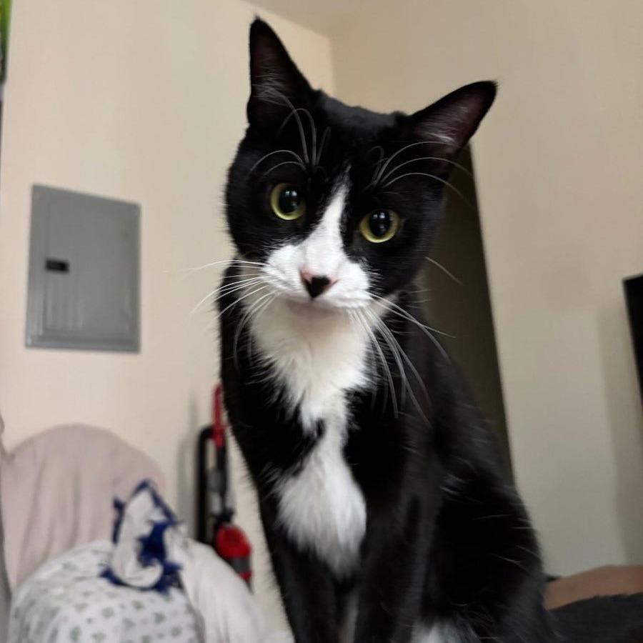 Keanu, Adoptable, Adult Female Domestic Short Hair.