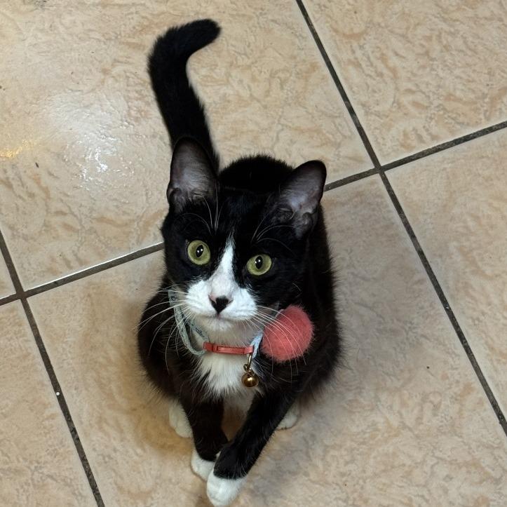 Enlarge Keanu, a Adoptable Domestic Short Hair in Philadelphia, PA image 2/6