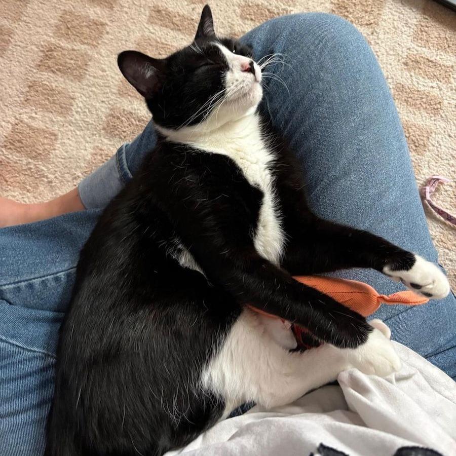 Enlarge Keanu, a Adoptable Domestic Short Hair in Philadelphia, PA image 3/6