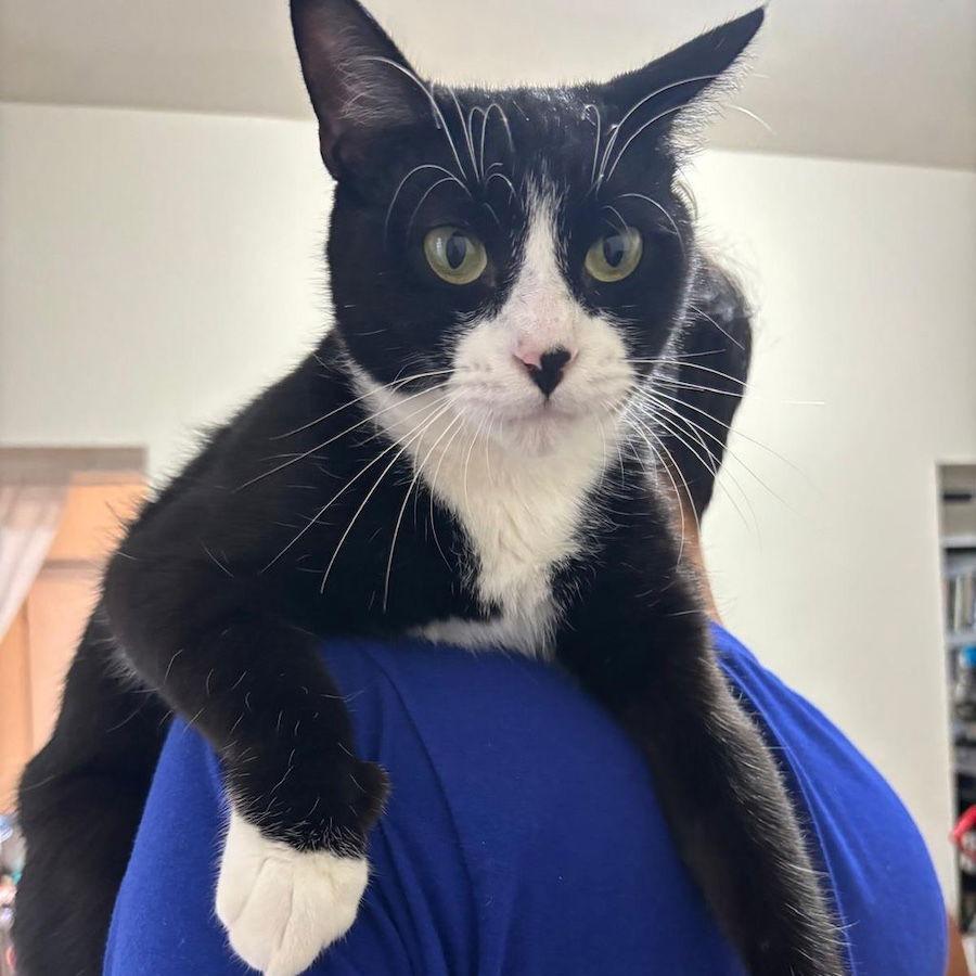 Enlarge Keanu, a Adoptable Domestic Short Hair in Philadelphia, PA image 4/6