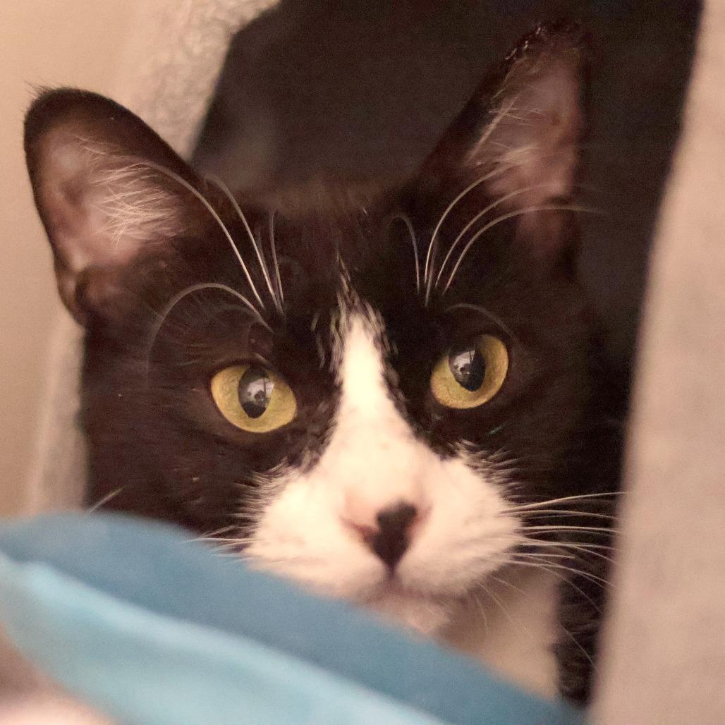 Enlarge Keanu, a Adoptable Domestic Short Hair in Philadelphia, PA image 5/6