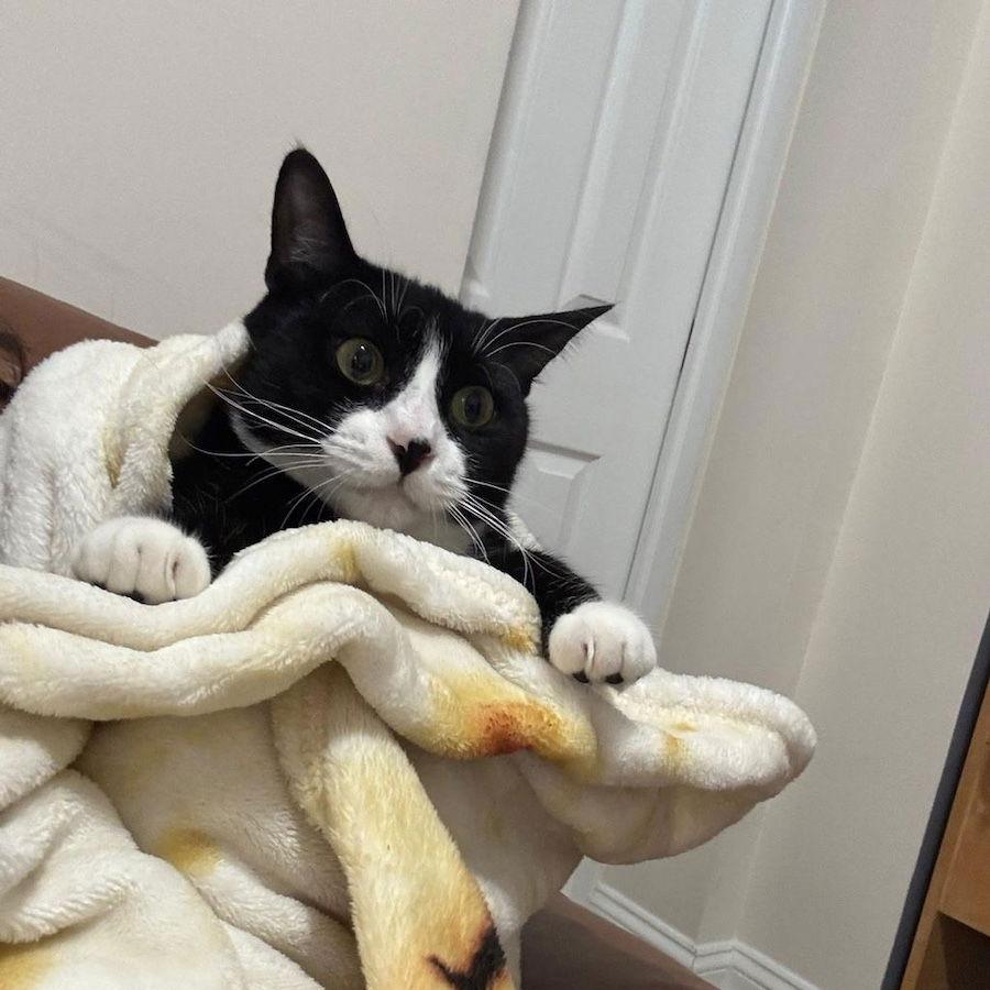 Enlarge Keanu, a Adoptable Domestic Short Hair in Philadelphia, PA image 6/6