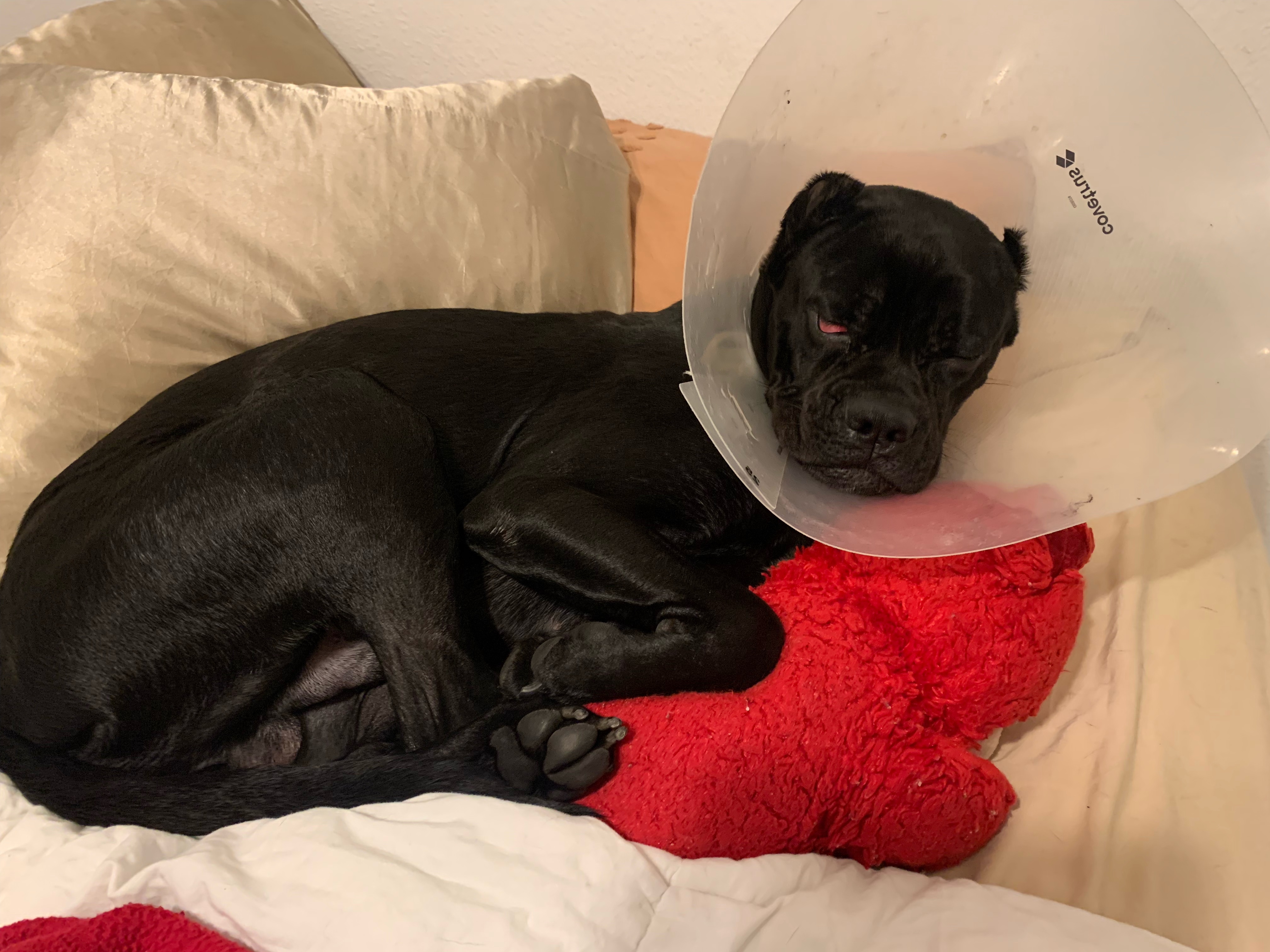 Goose, Adopted, Young Male Cane Corso & Boxer.