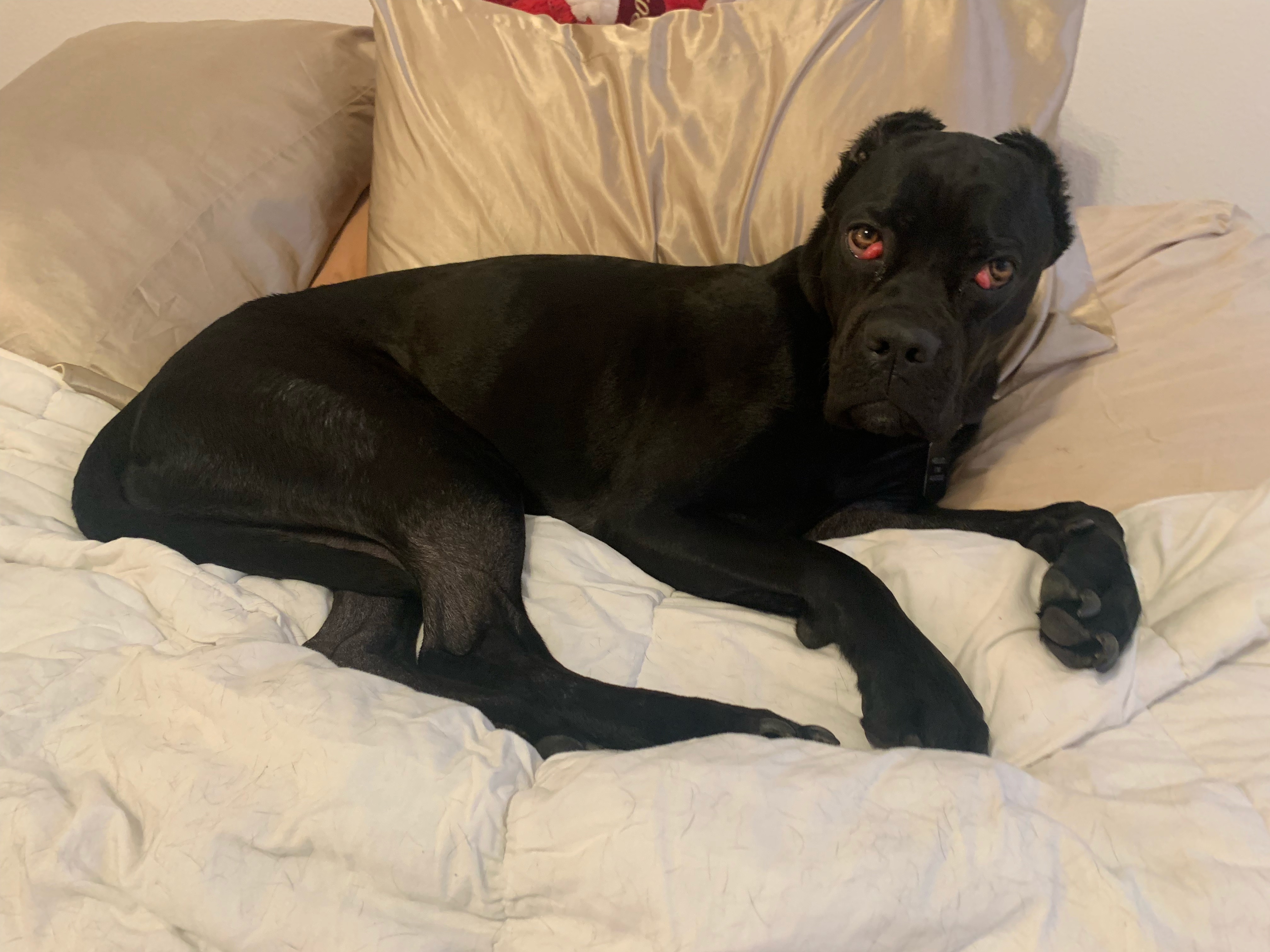 Enlarge Goose, a Adopted mixed breed image 2/12