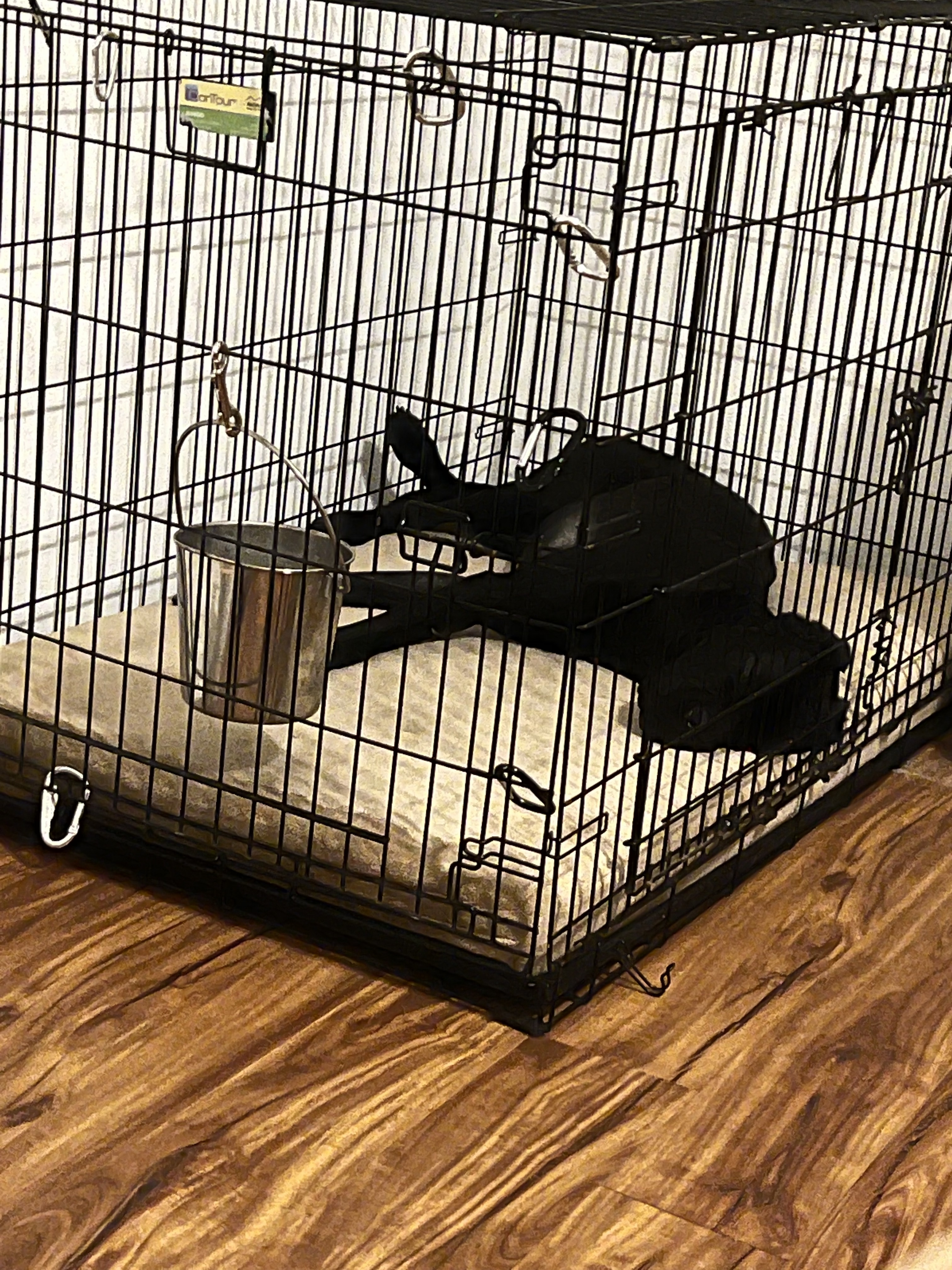 Enlarge Goose, a Adopted mixed breed image 3/12