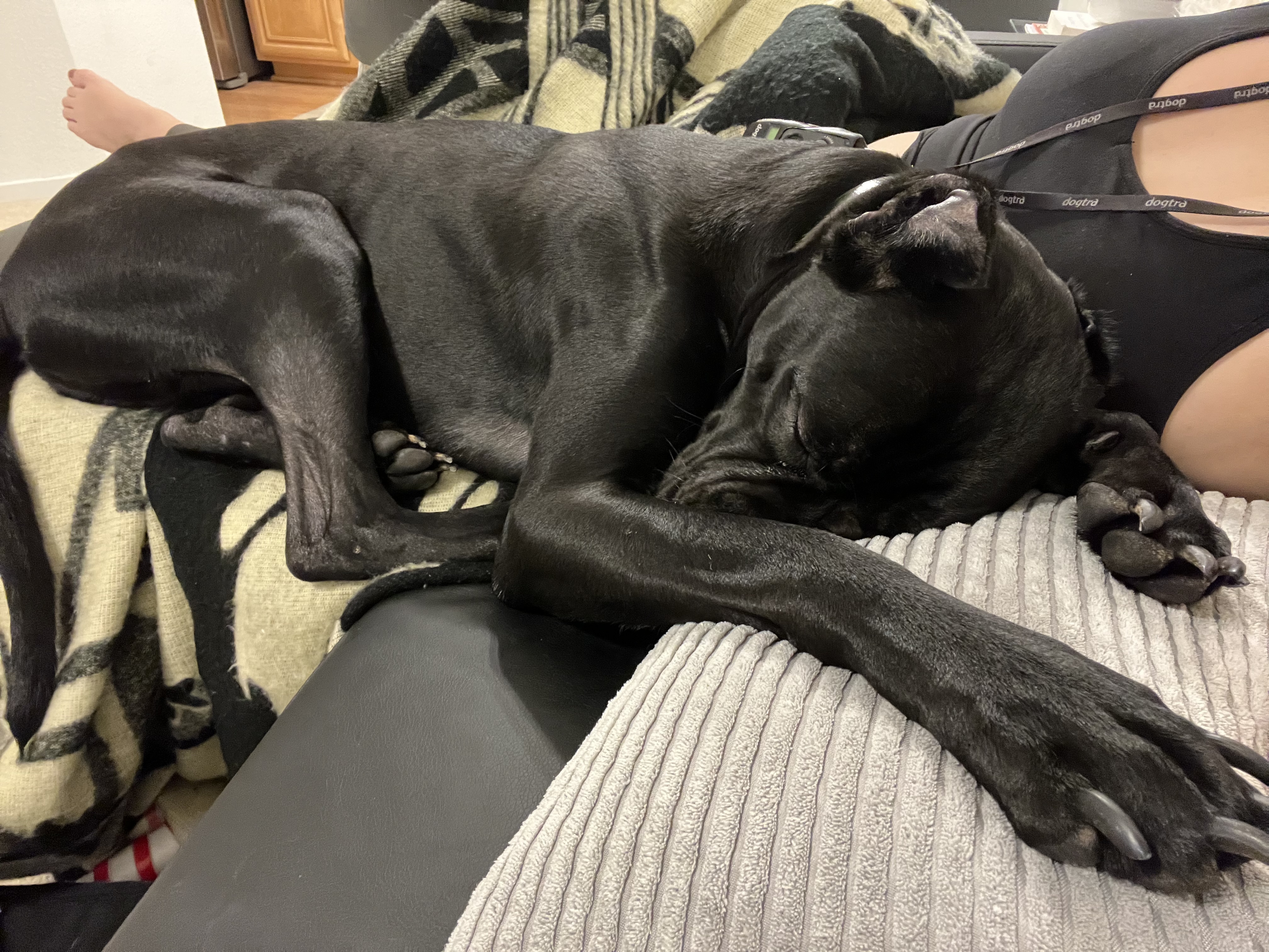 Enlarge Goose, a Adopted mixed breed image 4/12