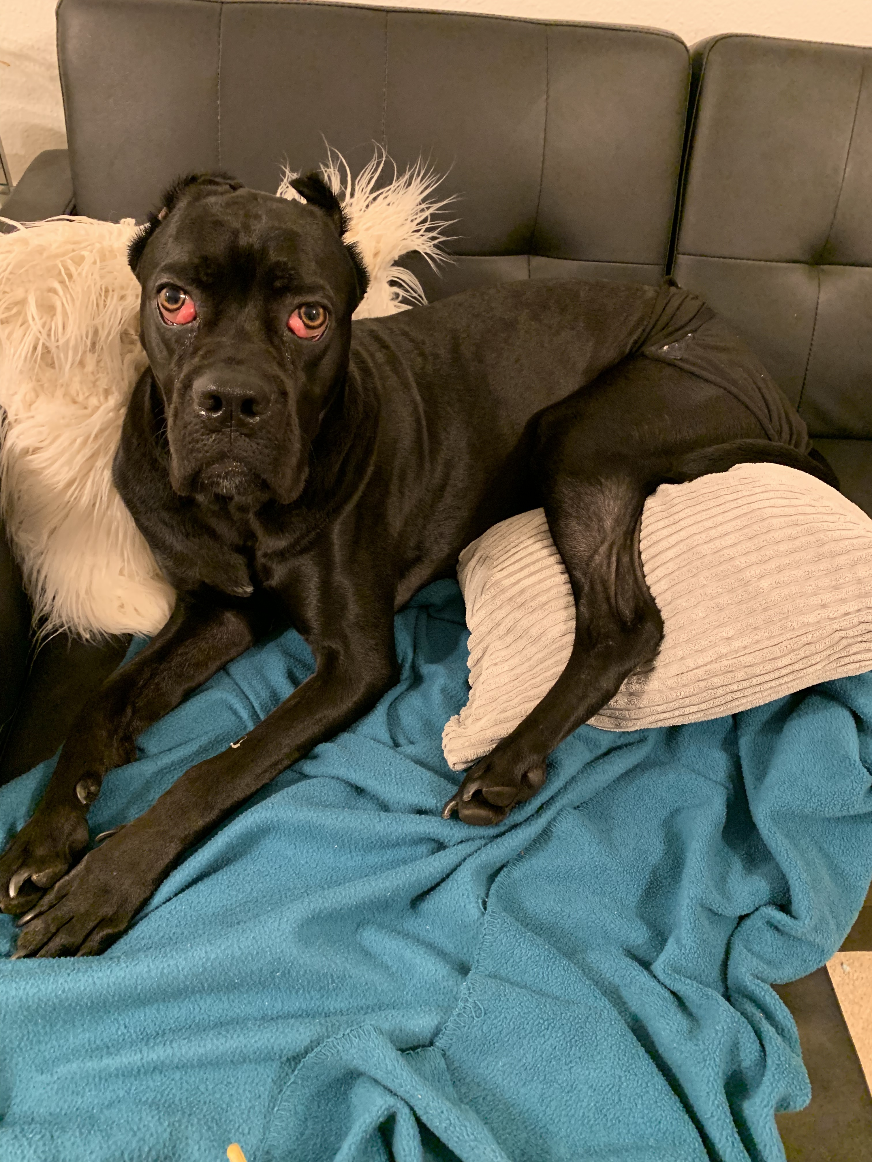 Enlarge Goose, a Adopted mixed breed image 5/12