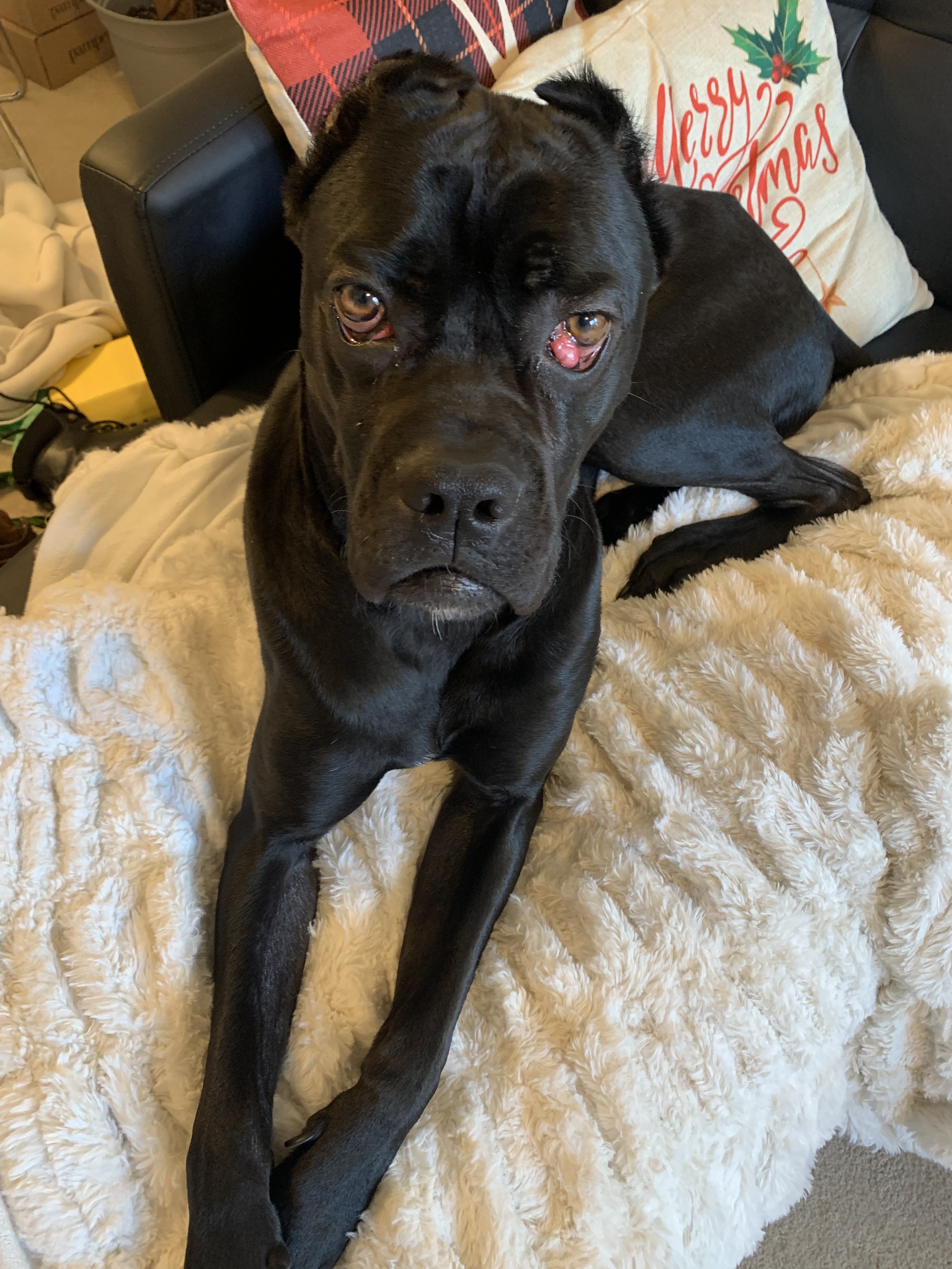 Enlarge Goose, a Adopted mixed breed image 6/12