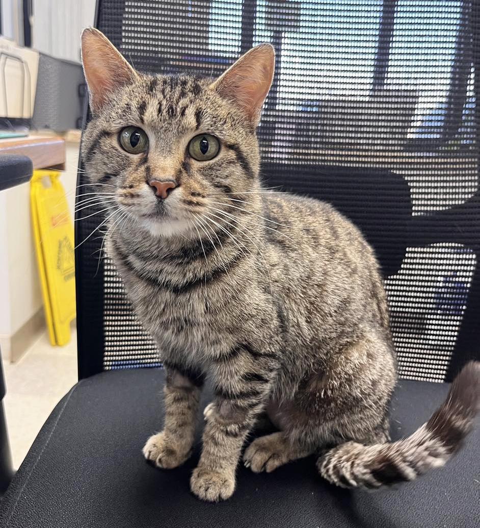 Enlarge Grandma *Courtesy Post, a ADOPTABLE Domestic Short Hair in Manhattan, KS image 1/5