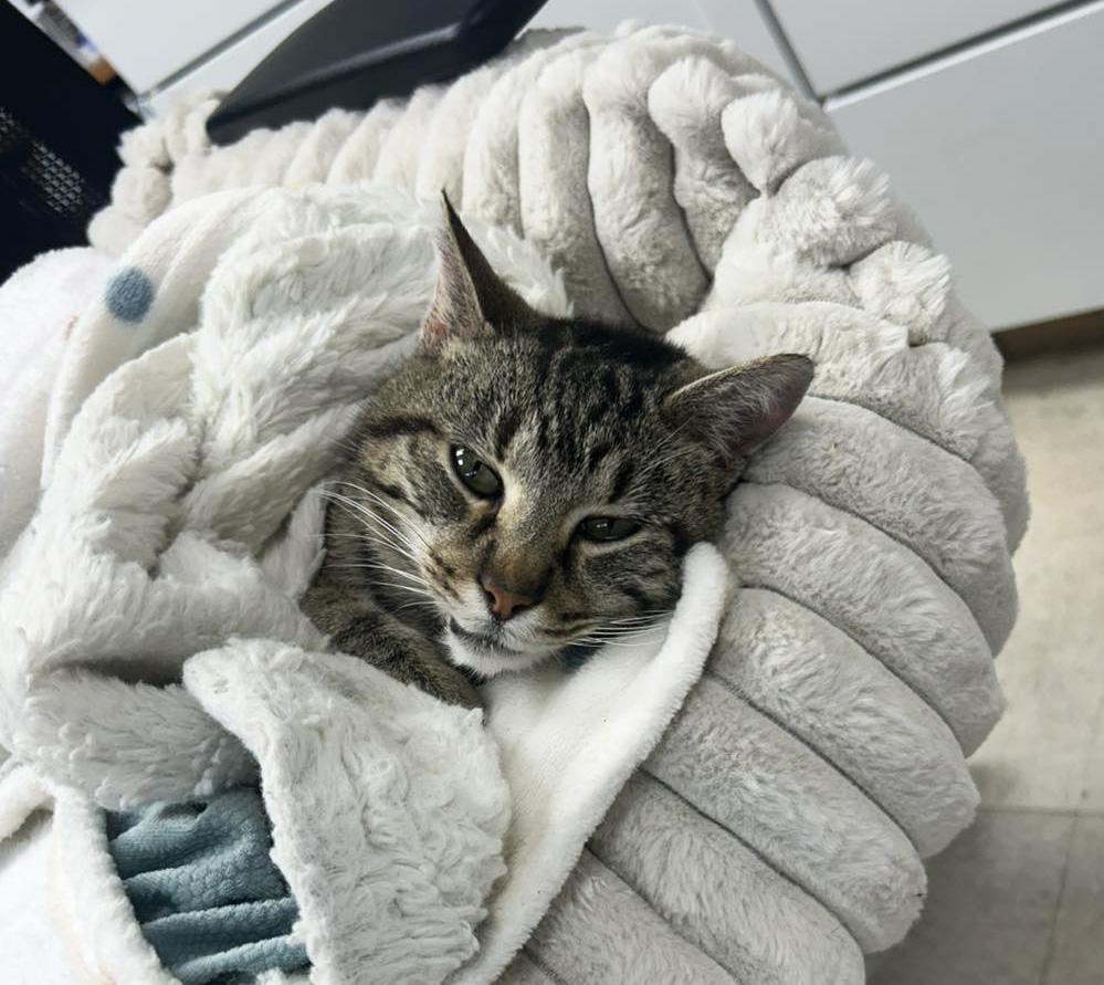 Enlarge Grandma *Courtesy Post, a ADOPTABLE Domestic Short Hair in Manhattan, KS image 2/5