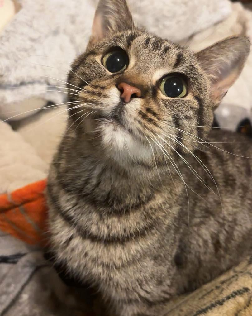 Enlarge Grandma *Courtesy Post, a ADOPTABLE Domestic Short Hair in Manhattan, KS image 5/5