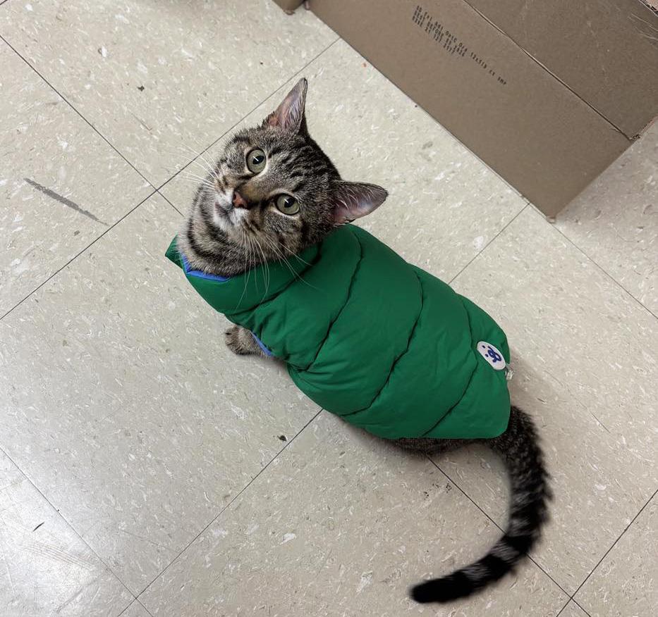 Enlarge Grandma *Courtesy Post, a ADOPTABLE Domestic Short Hair in Manhattan, KS image 3/5