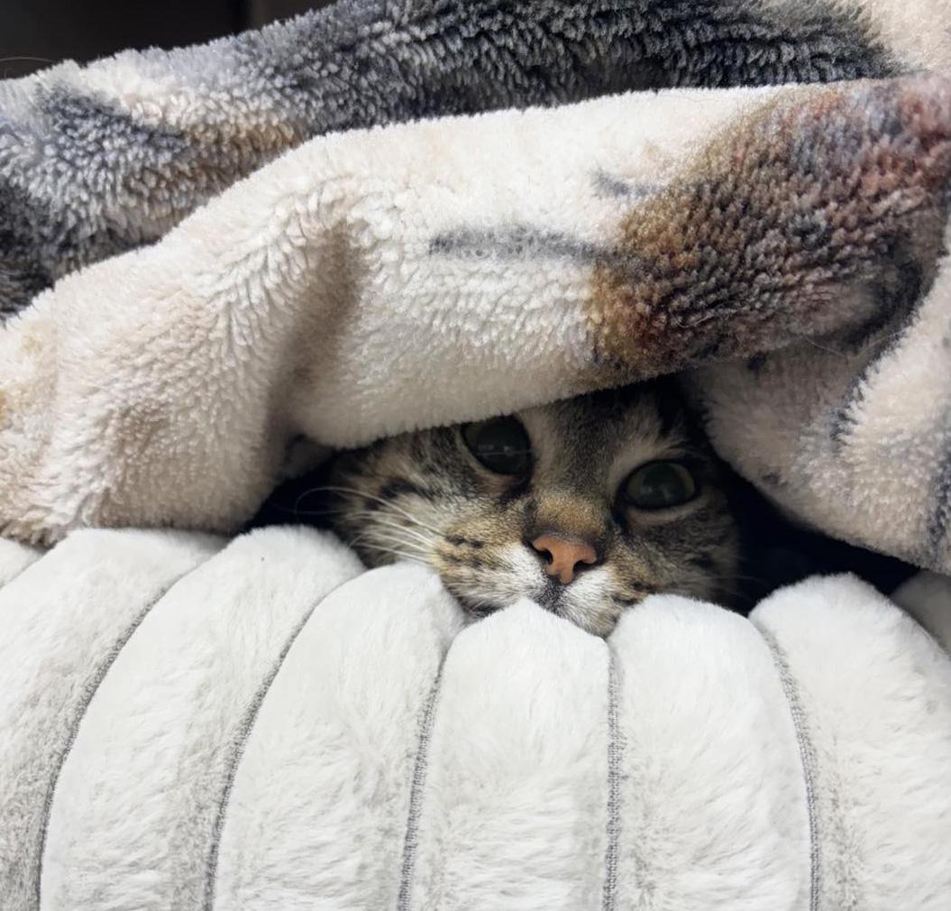 Enlarge Grandma *Courtesy Post, a ADOPTABLE Domestic Short Hair in Manhattan, KS image 4/5