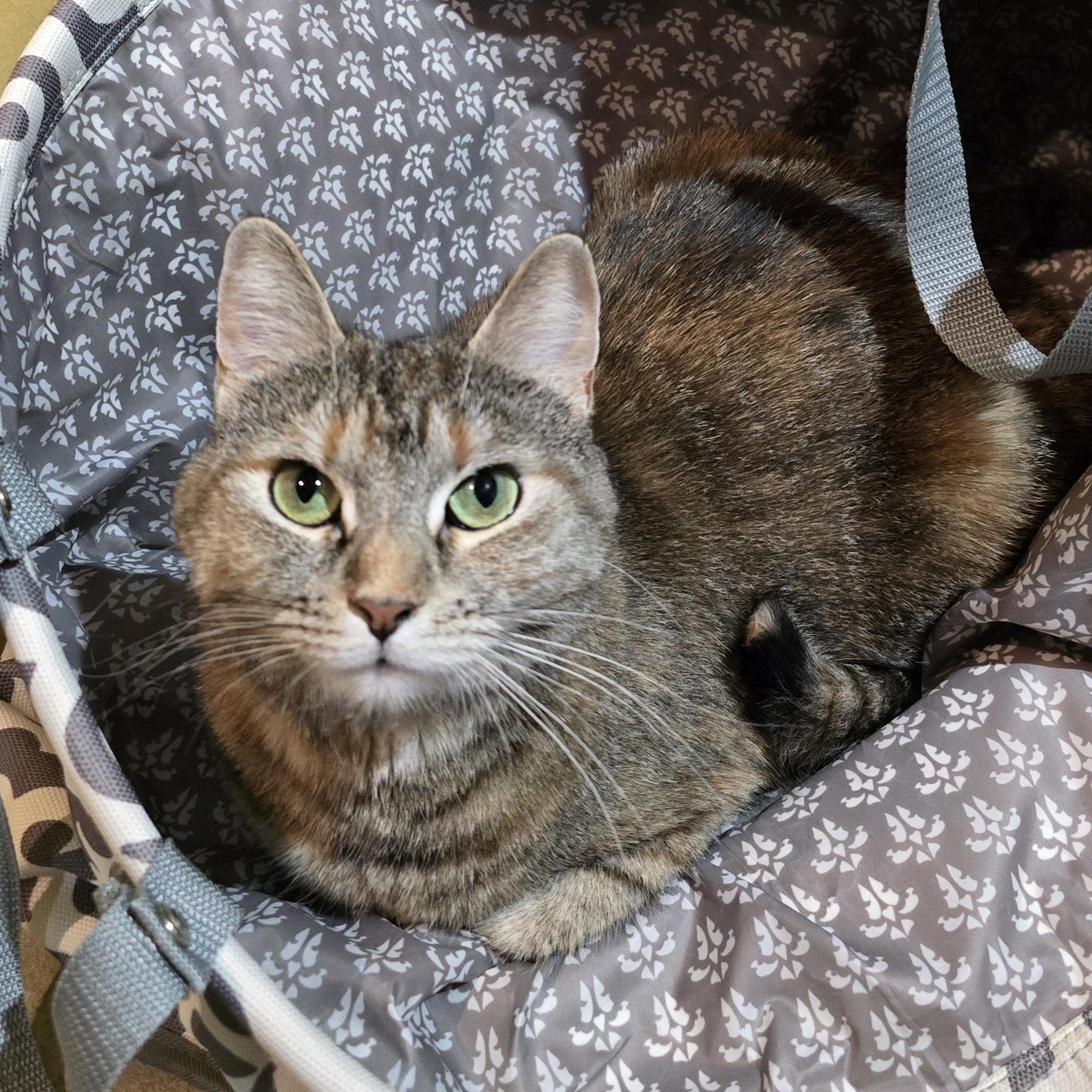 Ariel (Shadow/Best Buddy), ADOPTABLE, Adult Female Torbie.