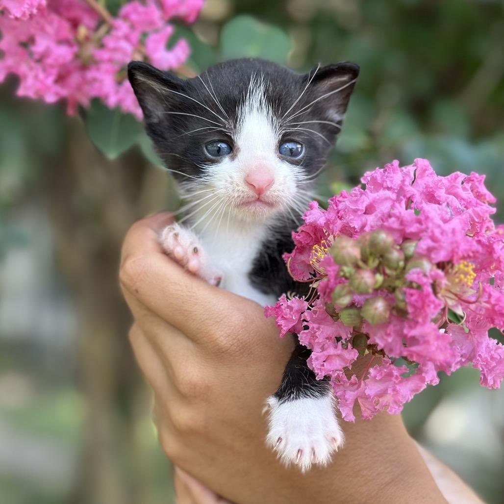 Oliver, a Adoptable Domestic Short Hair in Oak Grove, MN image 3/4