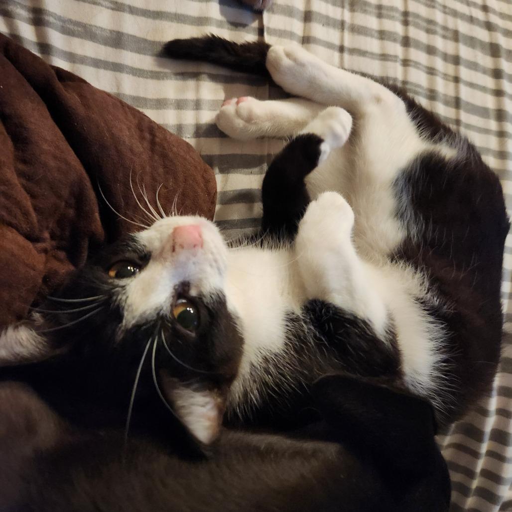 Oliver, a Adoptable Domestic Short Hair in Oak Grove, MN image 4/4