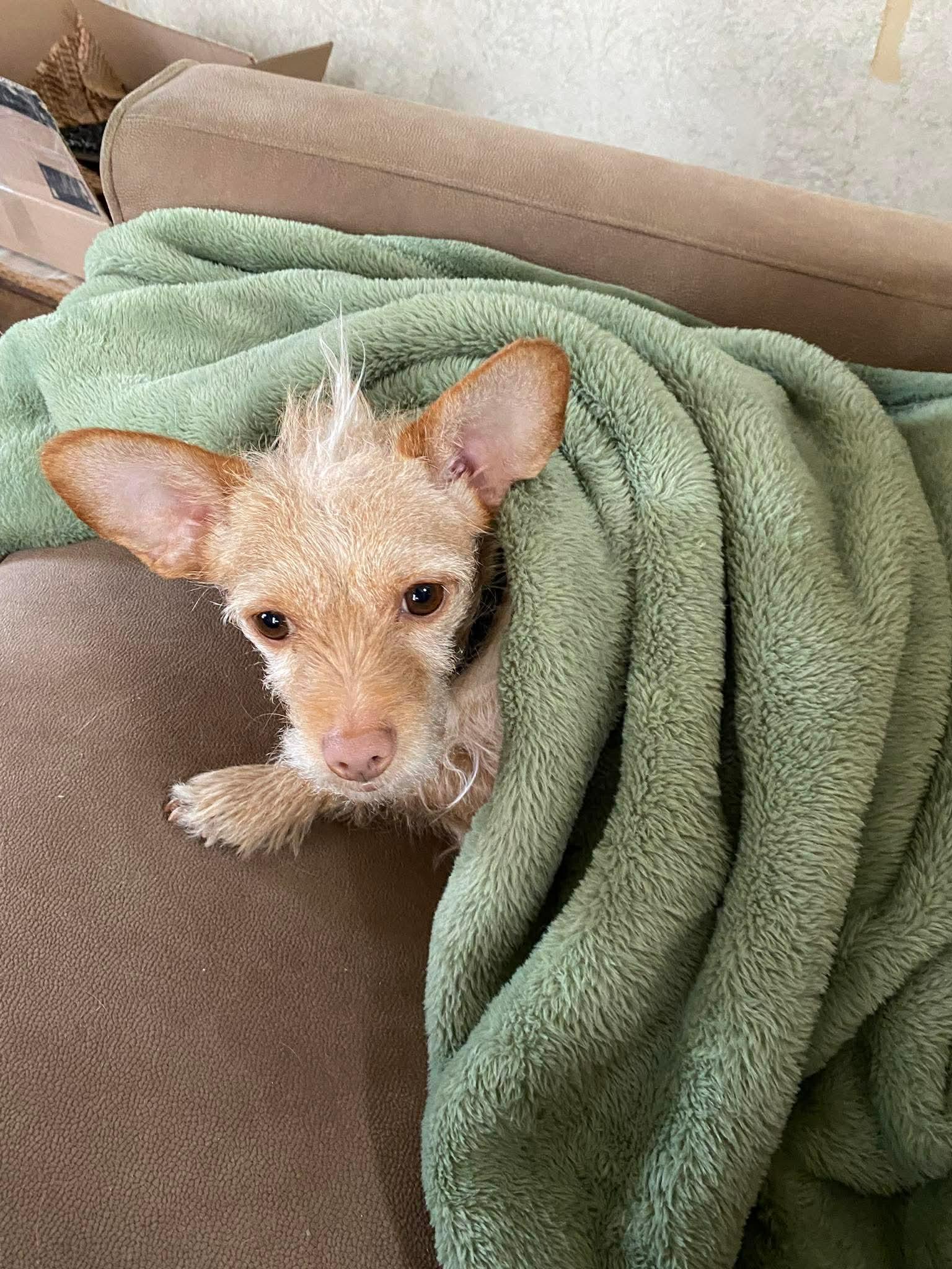 Enlarge Luka (FEE SPONSORED), a Adoptable mixed breed in Portland, ME image 5/6