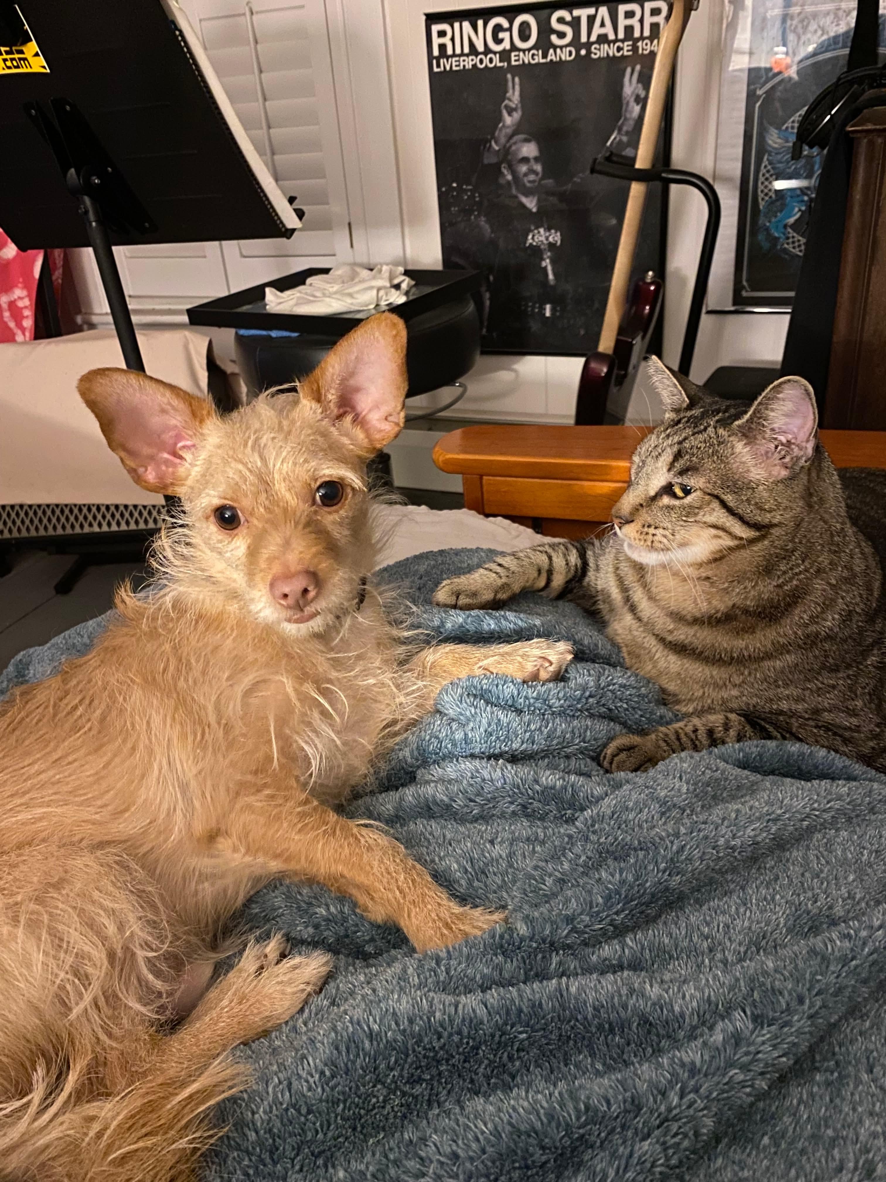 Enlarge Luka (FEE SPONSORED), a Adoptable mixed breed in Portland, ME image 4/6