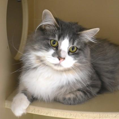 Tonalli, ADOPTABLE, Adult Male Domestic Long Hair.