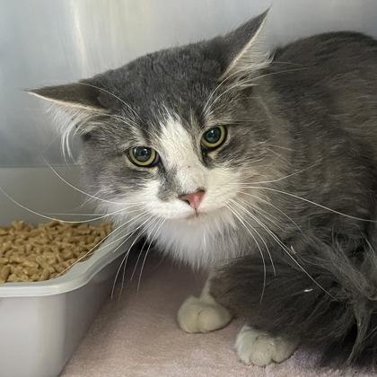 Tonalli, an adopted Domestic Long Hair in Flagstaff, AZ image 2/3