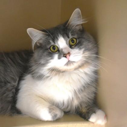 Tonalli, an adopted Domestic Long Hair in Flagstaff, AZ image 3/3