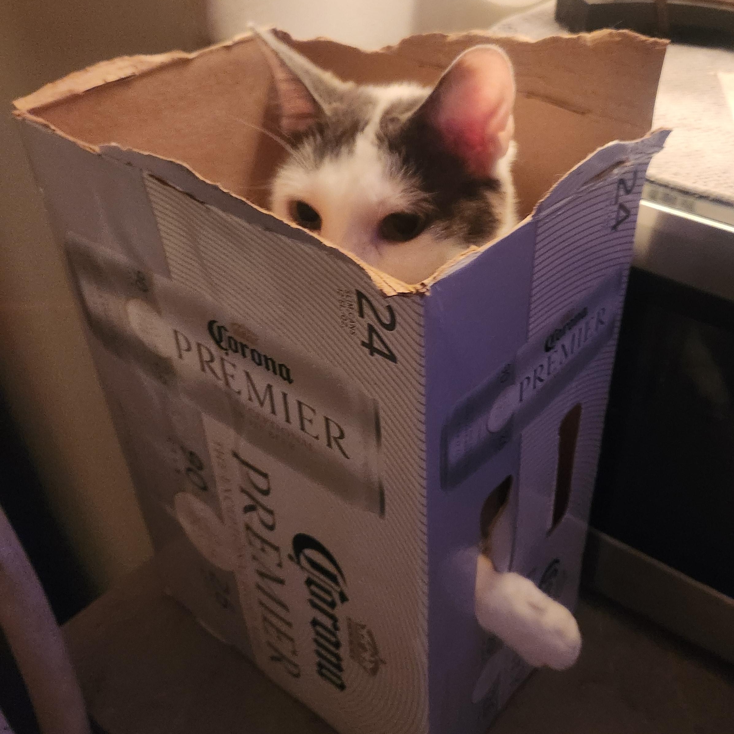 Chatty, Adoptable, Adult Male Domestic Short Hair & Turkish Van.