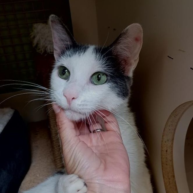 Chatty, a Adoptable mixed breed in Monrovia, CA image 3/6