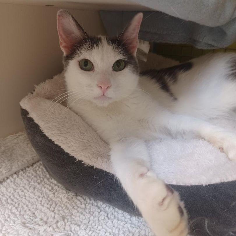 Chatty, a Adoptable mixed breed in Monrovia, CA image 4/6