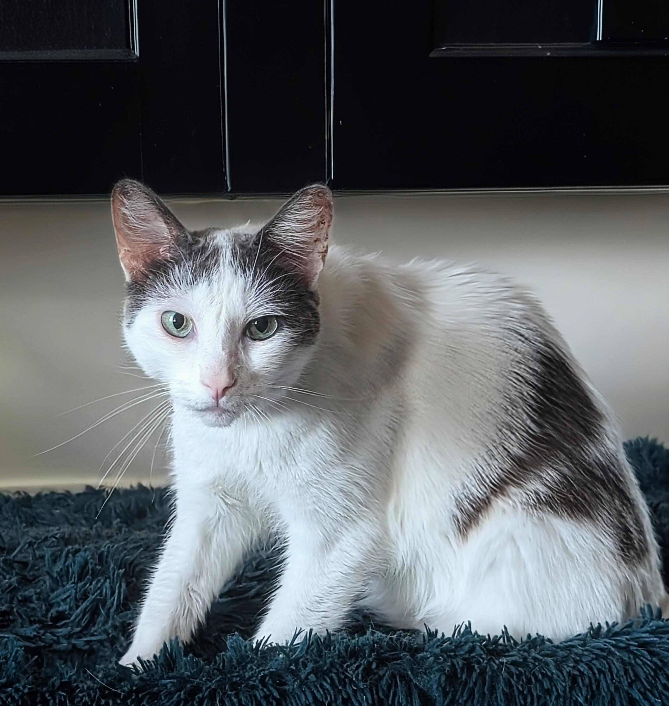 Chatty, a Adoptable mixed breed in Monrovia, CA image 6/6