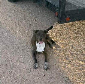 Enlarge CHANCE, a Adoptable mixed breed in Falls Church, VA image 4/4