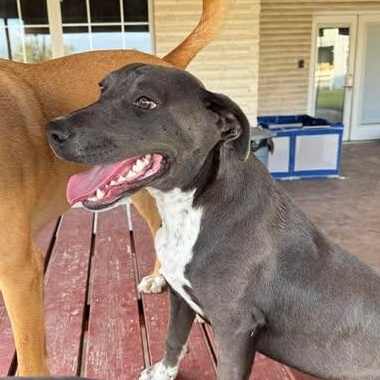 Enlarge CHANCE, a Adoptable mixed breed in Falls Church, VA image 3/4