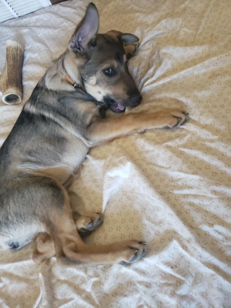 Enlarge Dutchess, a ADOPTABLE mixed breed in Colorado Springs, CO image 4/4