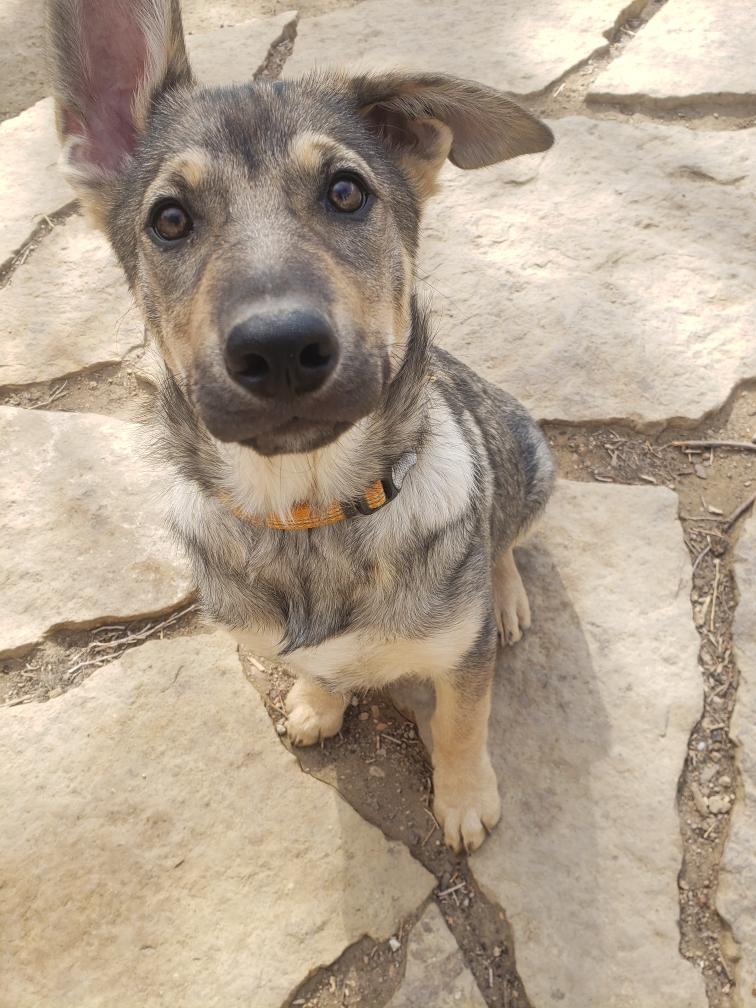 Dutchess, ADOPTABLE, Puppy Female Shepherd.