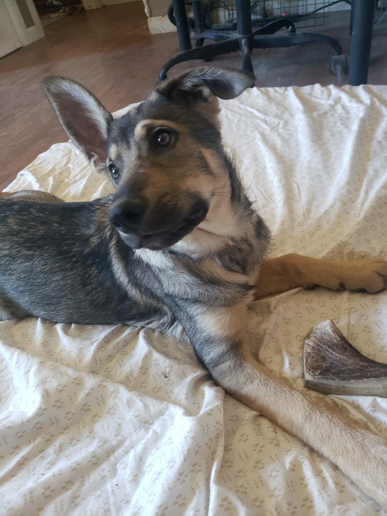 Enlarge Dutchess, a ADOPTABLE mixed breed in Colorado Springs, CO image 2/4