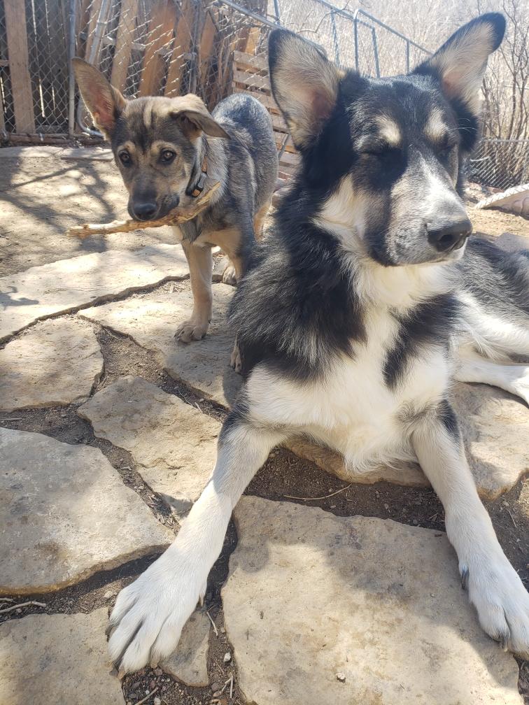 Enlarge Dutchess, a ADOPTABLE mixed breed in Colorado Springs, CO image 3/4