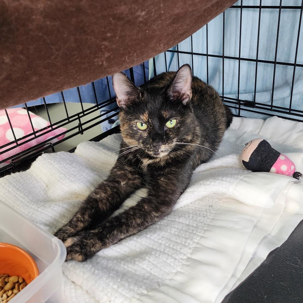 Harper, Adoptable, Adult Female Domestic Short Hair.