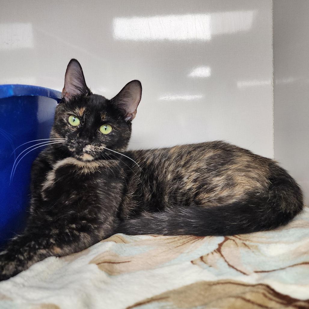 Enlarge Harper, a Adoptable Domestic Short Hair in Monroe, MI image 2/2