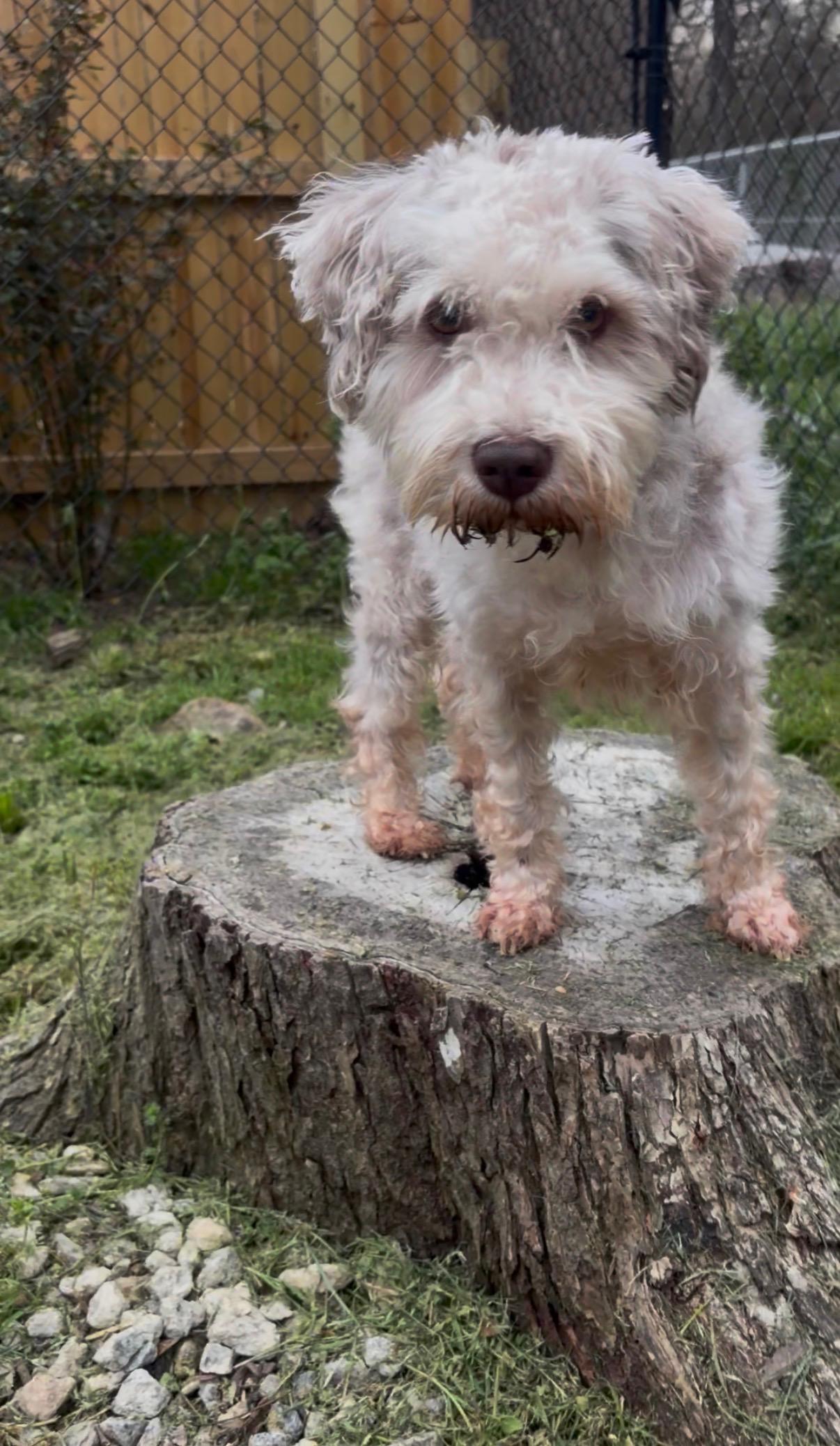 Enlarge Alfie, an adoption pending mixed breed in Media, PA image 3/4