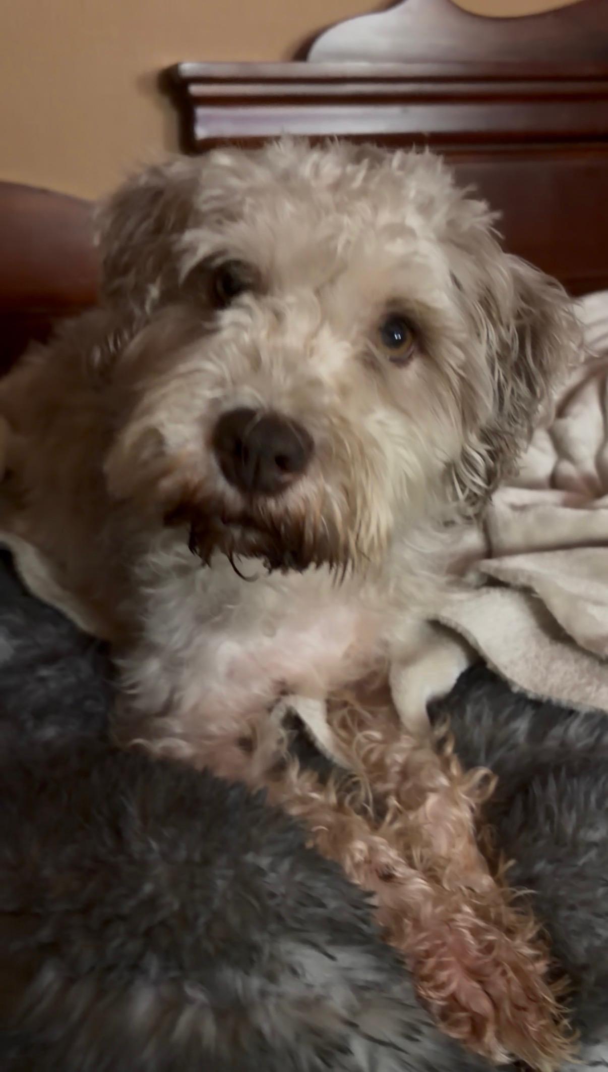 Enlarge Alfie, a ADOPTABLE mixed breed in Media, PA image 3/3