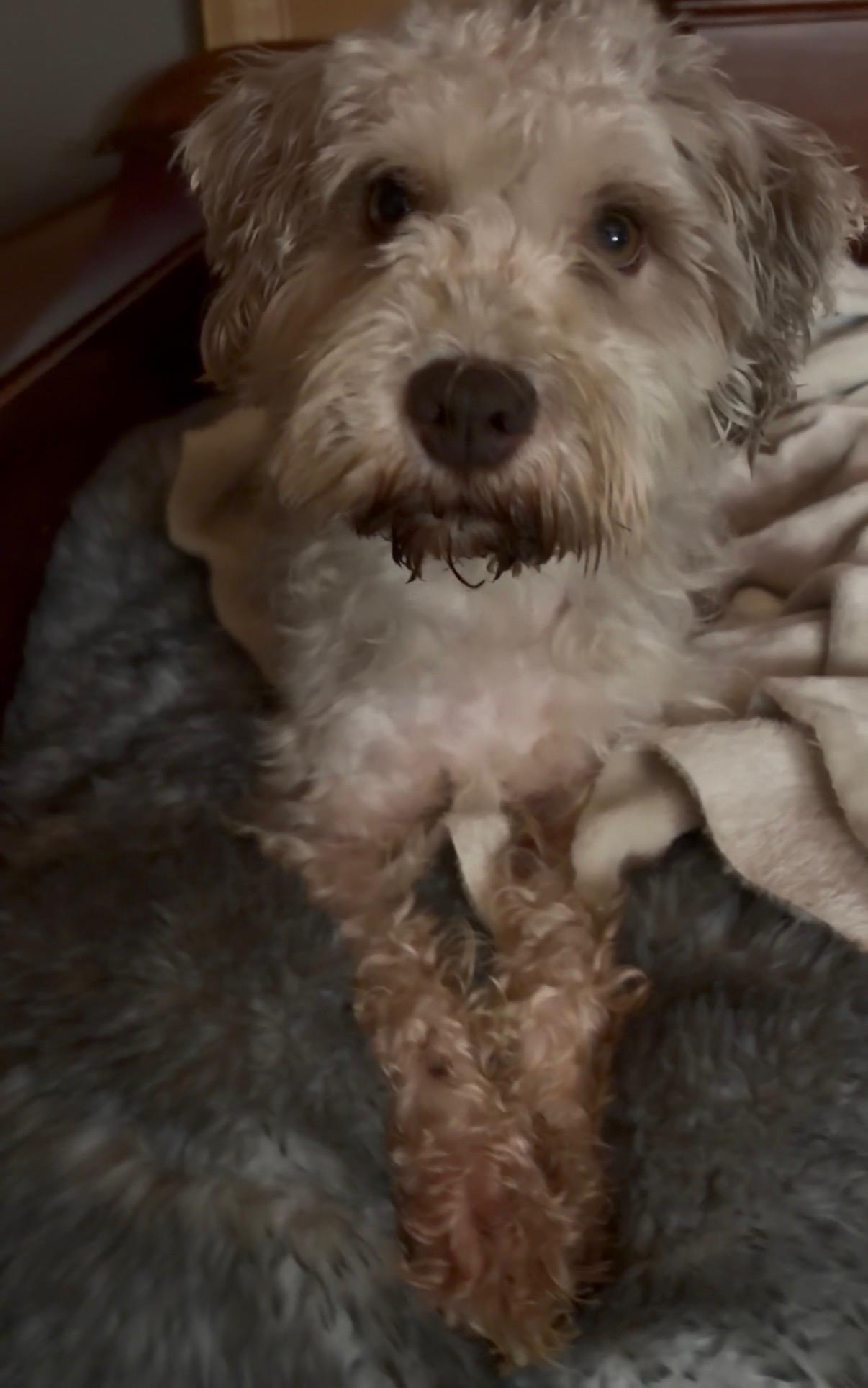 Alfie, ADOPTABLE, Senior Male Terrier & Schnauzer.