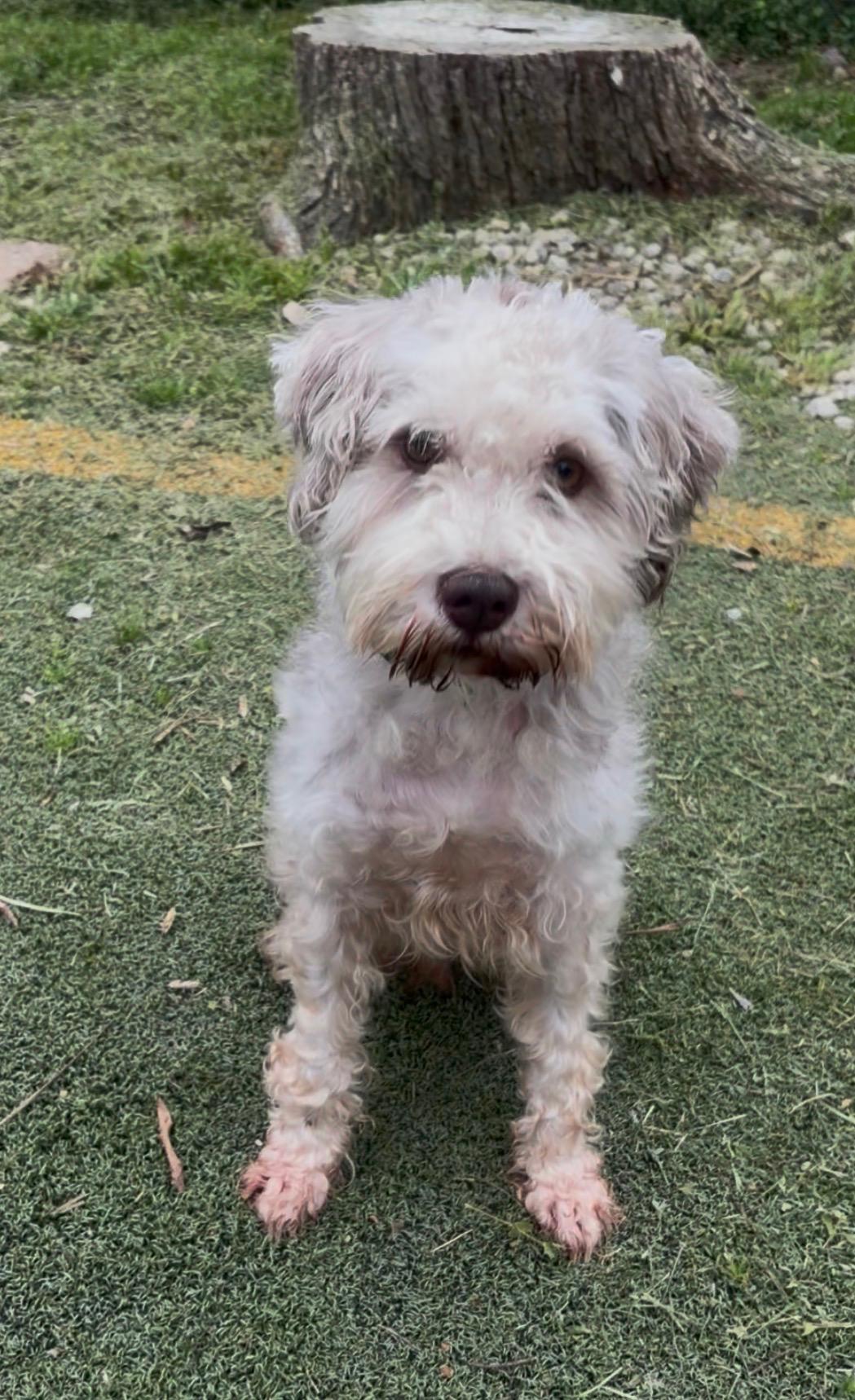 Enlarge Alfie, an adoption pending mixed breed in Media, PA image 4/4