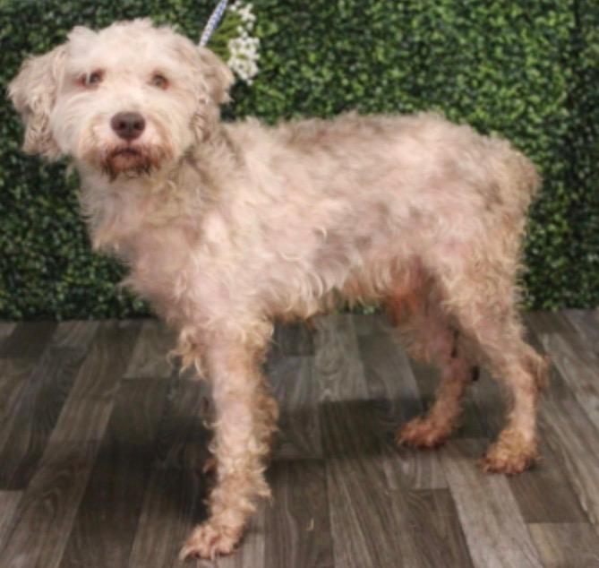 Enlarge Alfie, a ADOPTABLE mixed breed in Media, PA image 1/3