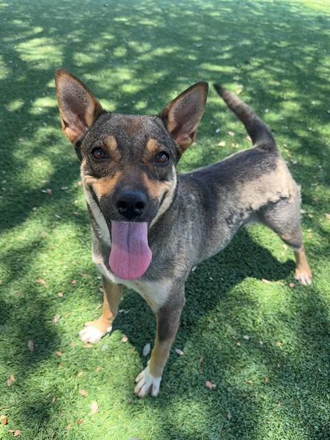 MAMI, Adoptable, Adult Female German Shepherd Dog & Mixed Breed.