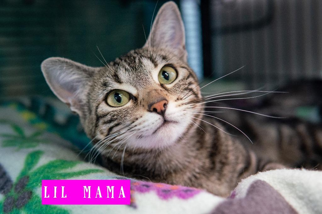 Enlarge Flipper ( aka Lil Mama), a Adoptable mixed breed in Shelton, WA image 1/1