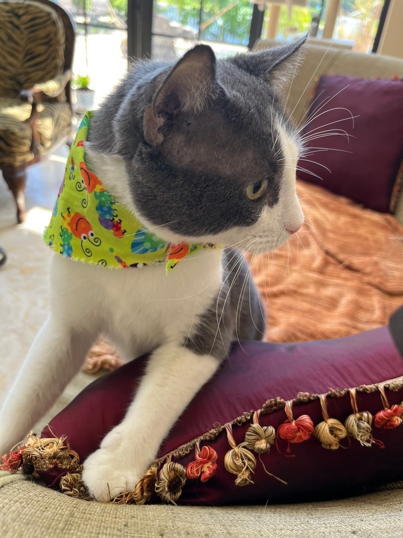 JoJo, a Adopted Domestic Short Hair in Parkland, FL image 1/6