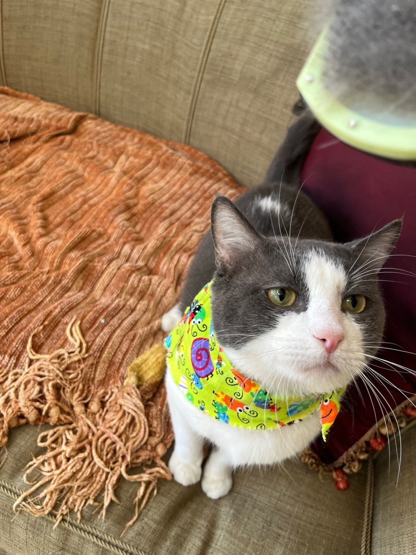 JoJo, a Adopted Domestic Short Hair in Parkland, FL image 2/6